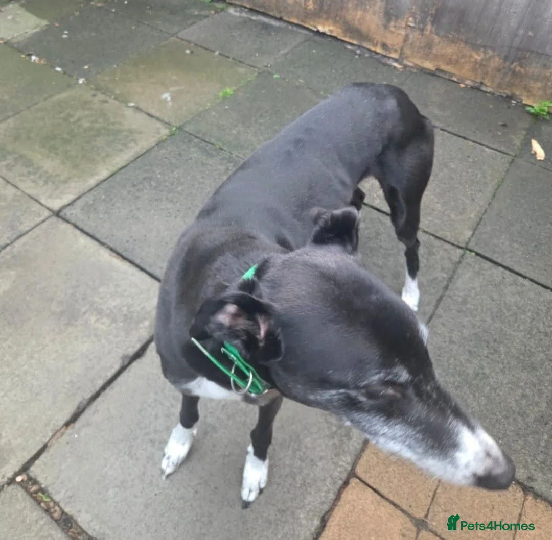 Greyhound dogs for adoption: ***FERN RESCUE* 8 YR OLD GREYHOUND FOR ADOPTION*** in Glasgow - Advert 1