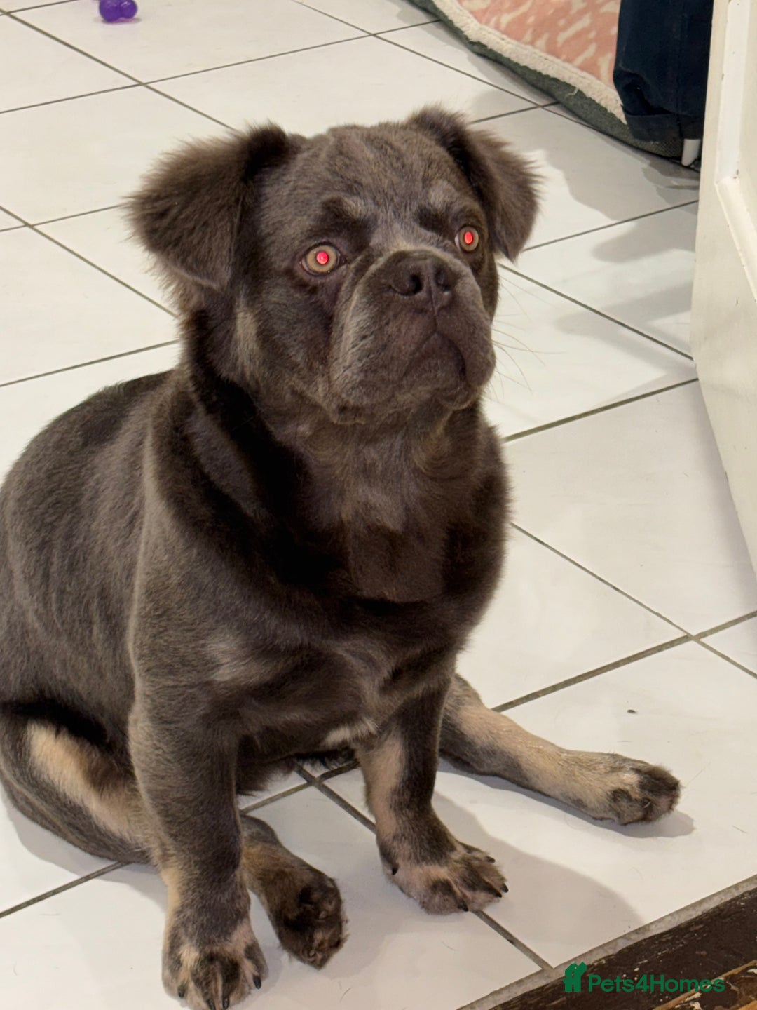 French Bulldog dogs for sale: Blue fluffy frenchie - Advert 3