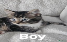 Maine Coon cats for sale: Kittens ready for a new home - Image 12