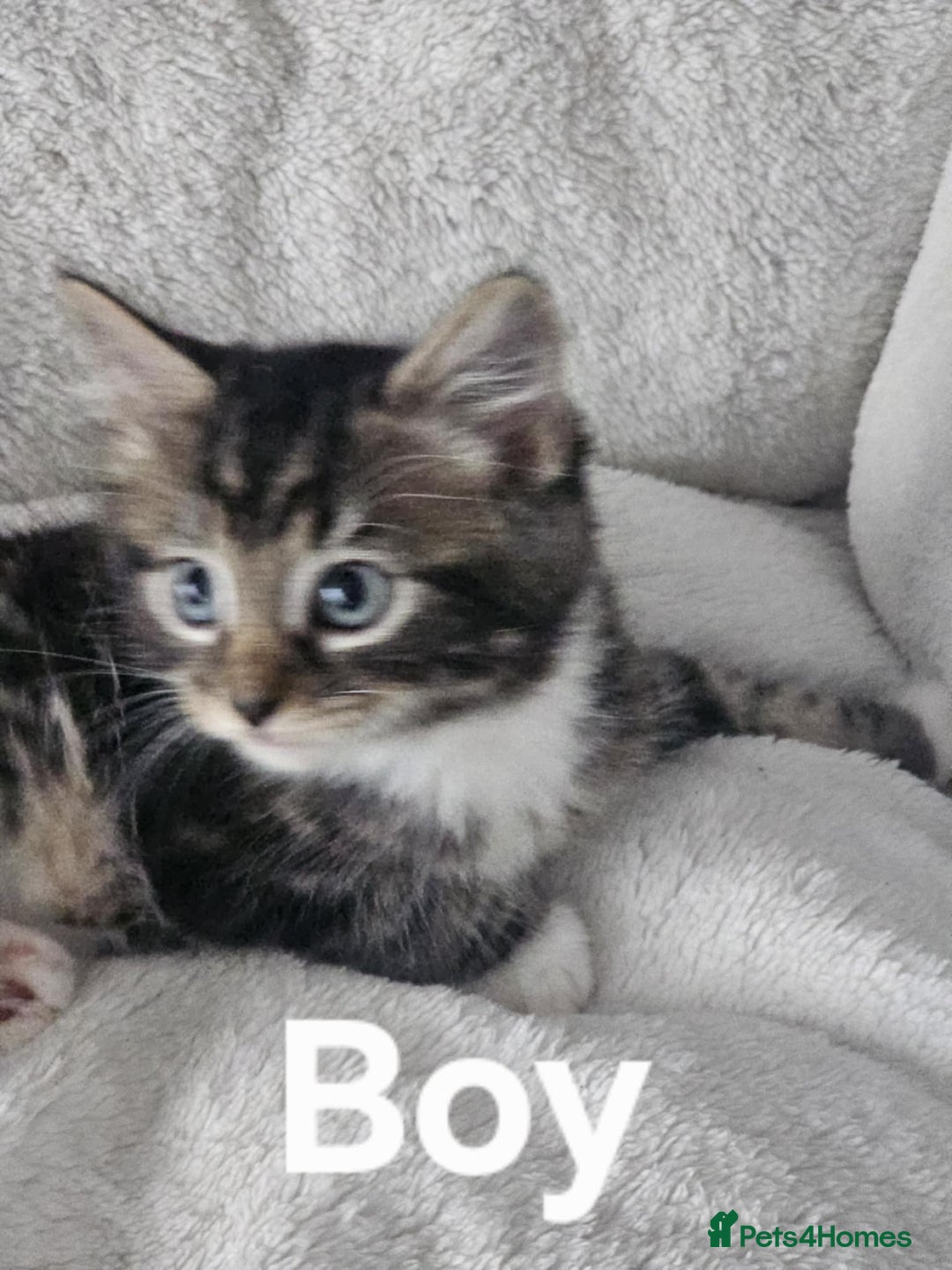 Maine Coon cats for sale: Kittens ready for a new home - Image 12