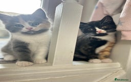 British Shorthair cats for sale: Gorgeous playful British Shorthair kittens  - Image 15
