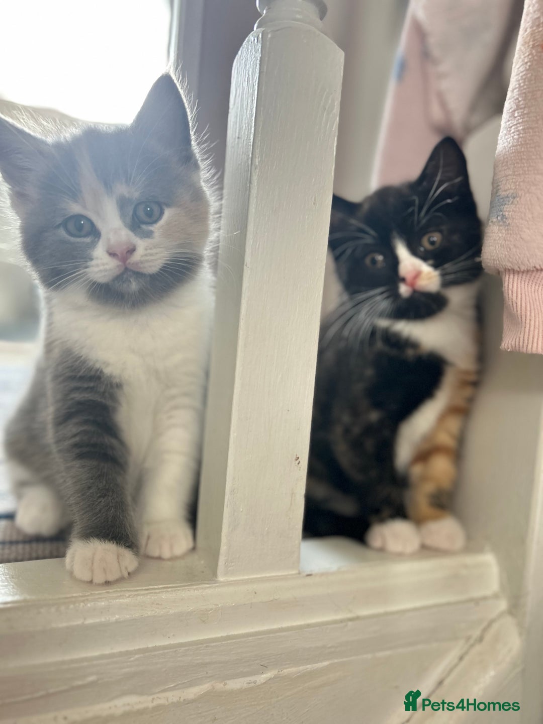 British Shorthair cats for sale: Gorgeous playful British Shorthair kittens  - Image 15