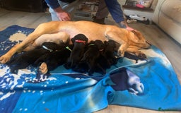 Labrador Retriever dogs for sale: Labrador puppys - Image 9