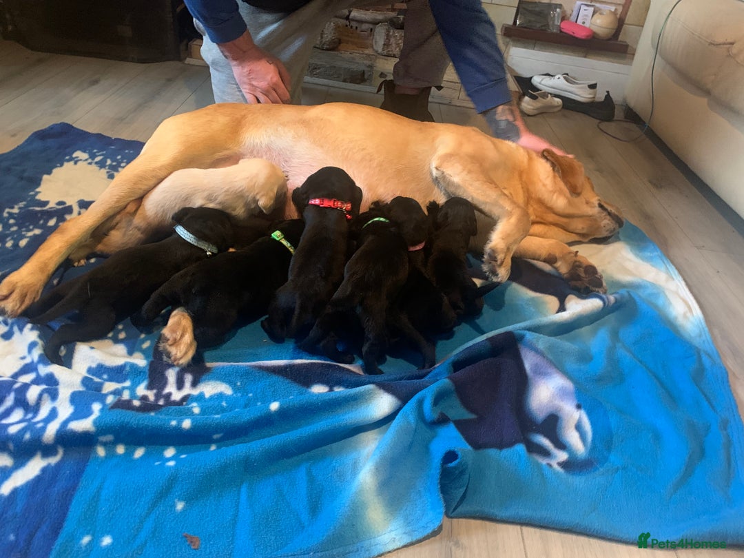 Labrador Retriever dogs for sale: Labrador puppys - Image 9