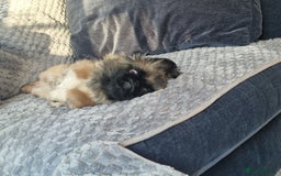 Pekingese dogs for sale: Sleeve Pekingese  - Advert 2