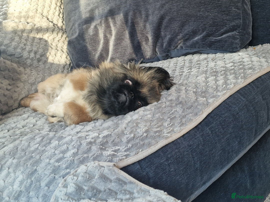 Pekingese dogs for sale: Sleeve Pekingese  - Advert 2