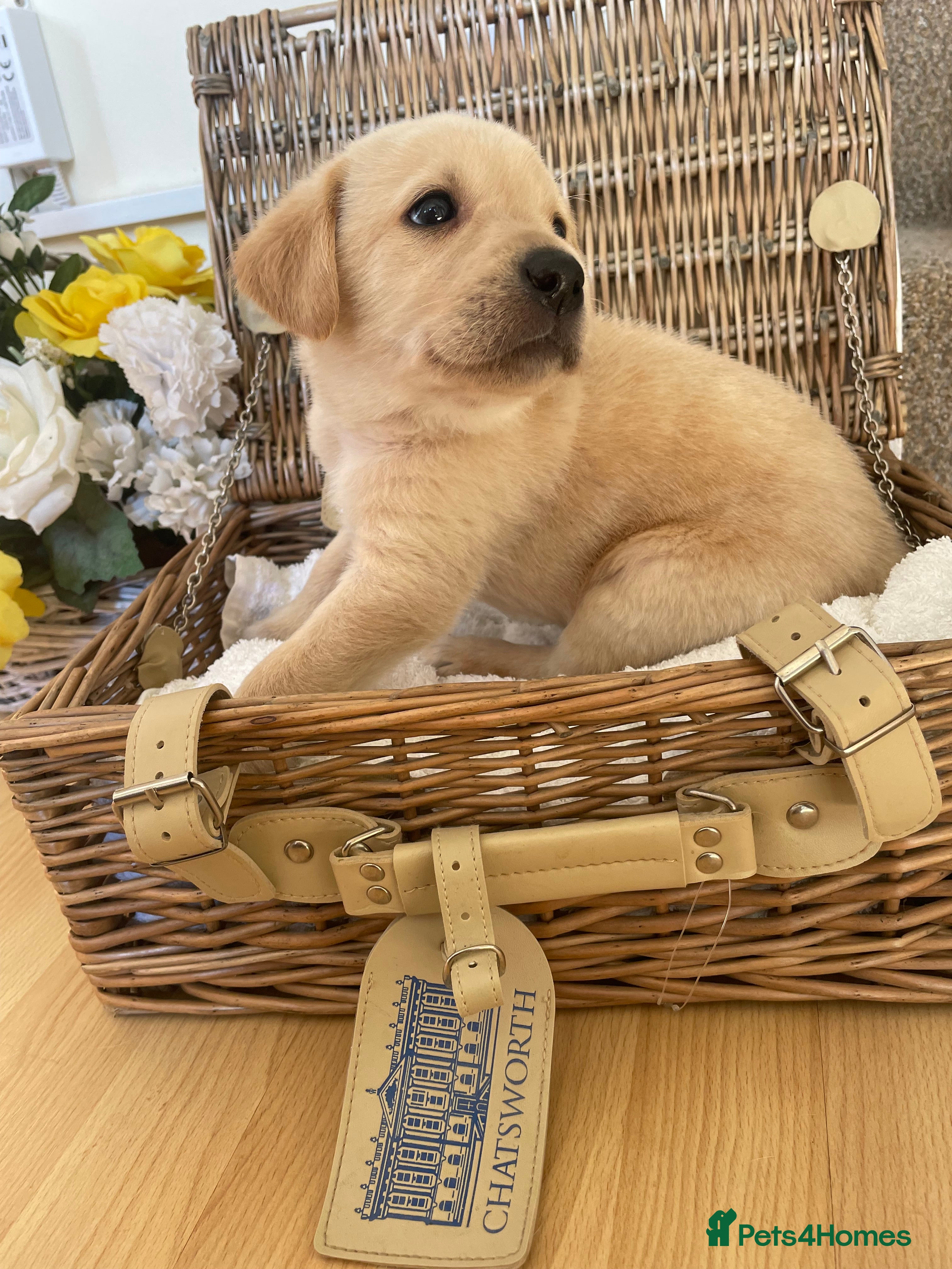 Labrador Retriever dogs 3 Yellow boys   - Advert 2