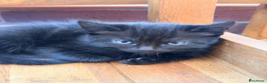 Black and Fluffy 2