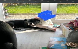 Staffordshire Bull Terrier dogs for sale: Loyal Older Lady looking for quiet life of leisure - Image 5