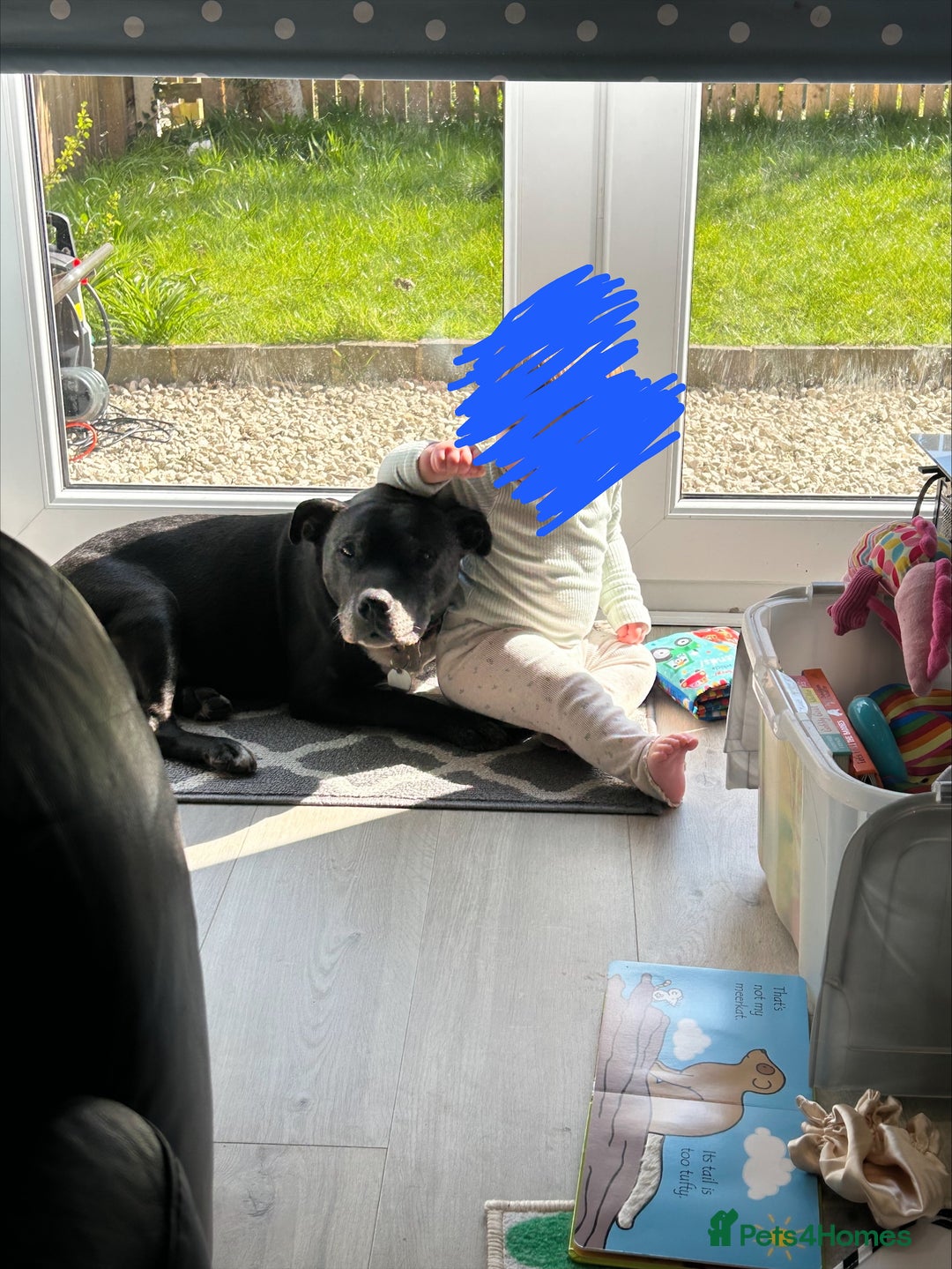 Staffordshire Bull Terrier dogs for sale: Loyal Older Lady looking for quiet life of leisure - Image 5