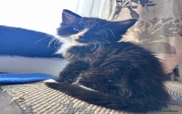 Mixed Breed cats for sale: For sale - Image 1