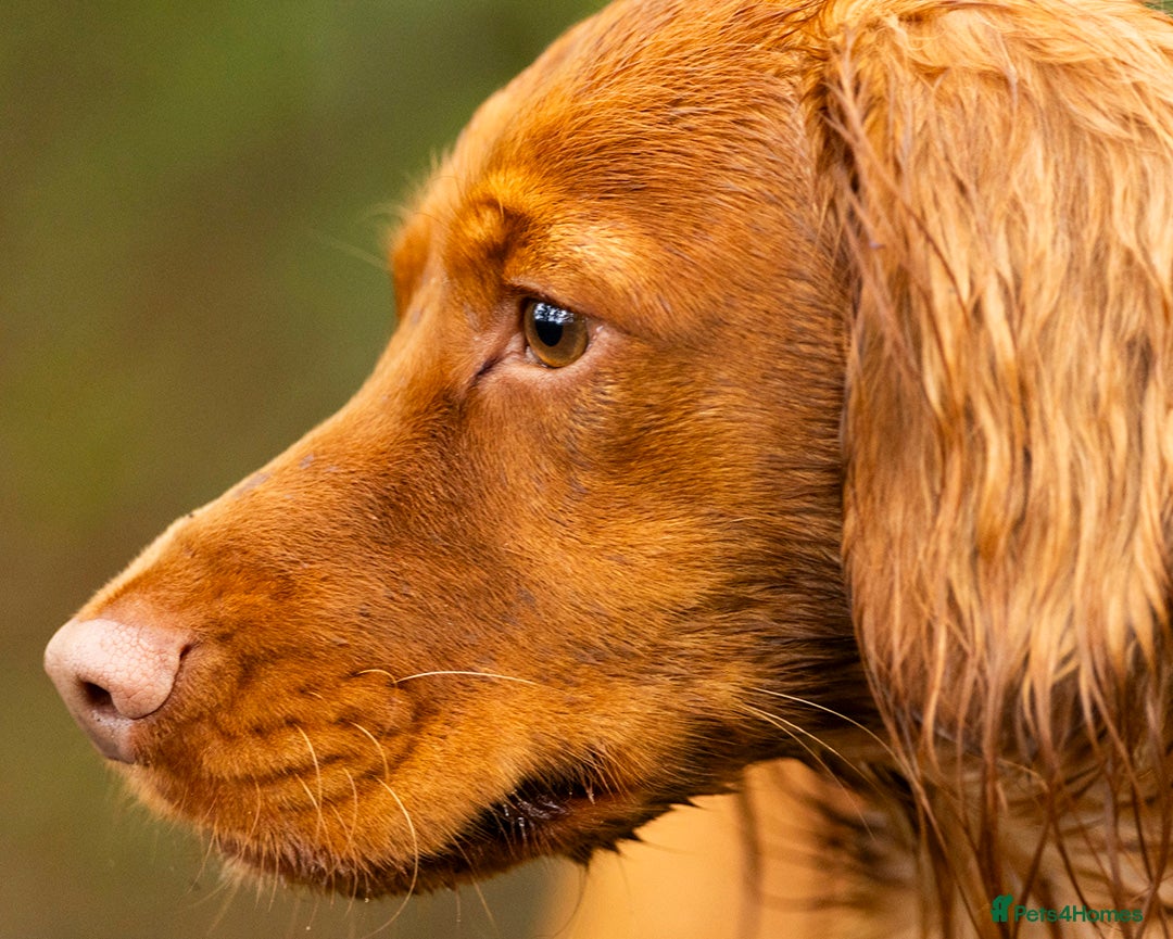 Cocker Spaniel dogs for stud: Red Working Cocker Spaniel Stud - Advert 6