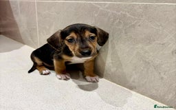 Dachshund dogs for sale: Dachshund Puppies - Image 3