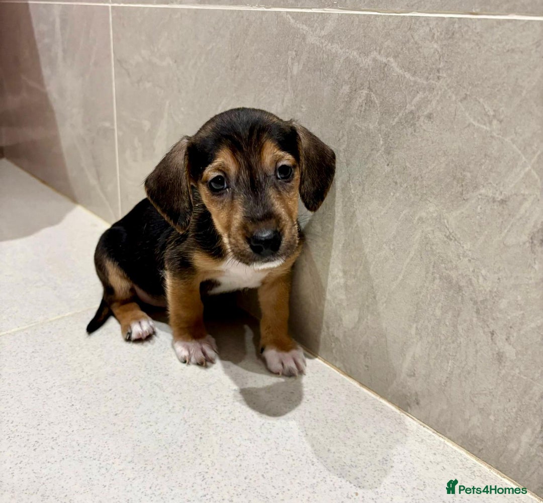 Dachshund dogs for sale: Dachshund Puppies - Image 3