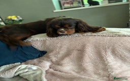 Cavalier King Charles Spaniel dogs for stud: THE BEST Looking CHOCOLATE🍫🐶 CAVALIER STUD - Image 11