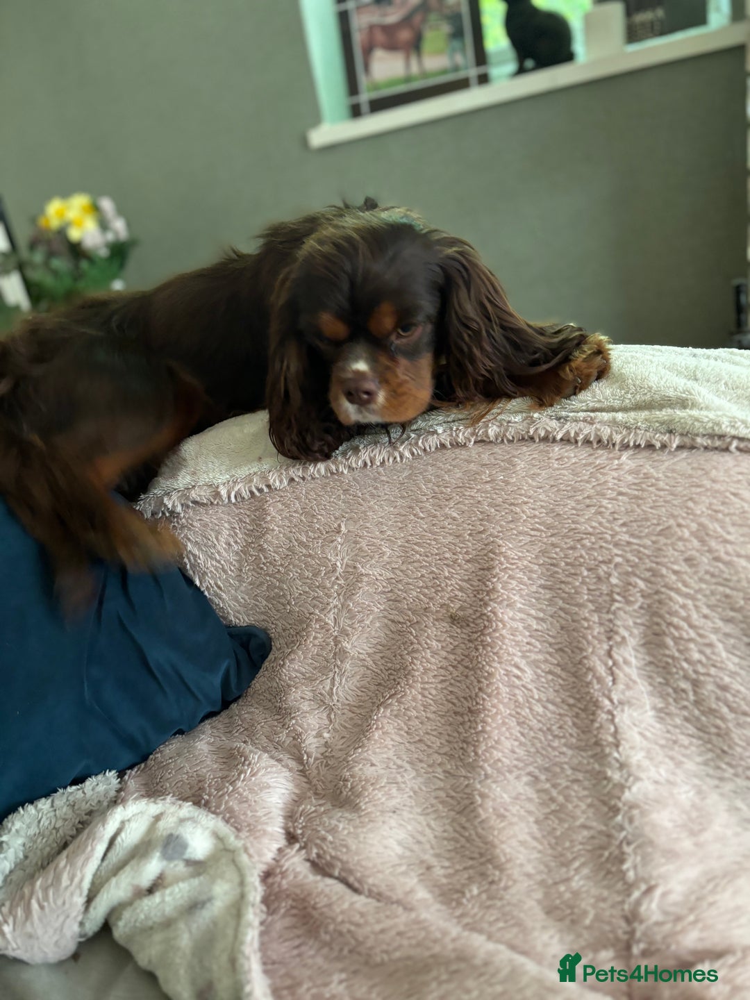 Cavalier King Charles Spaniel dogs for stud: THE BEST Looking CHOCOLATE🍫🐶 CAVALIER STUD - Image 11