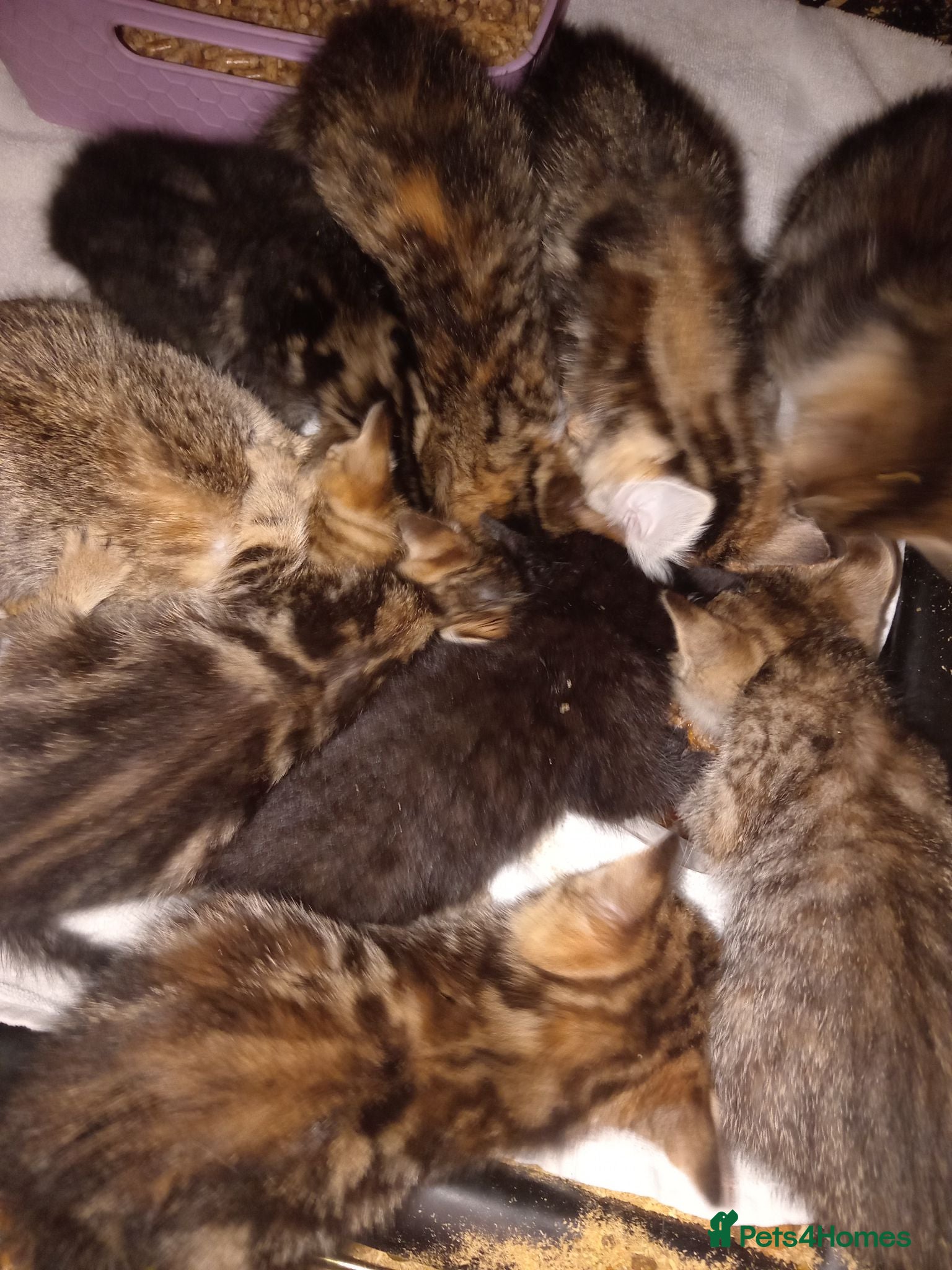 Mixed Breed cats for sale: 8kittens - Advert 1
