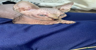 Sphynx cats - Advert 3