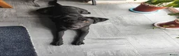 Labrador Retriever dogs for sale: Labrador Boy “Onix” Looking for His Forever Home - Advert 2