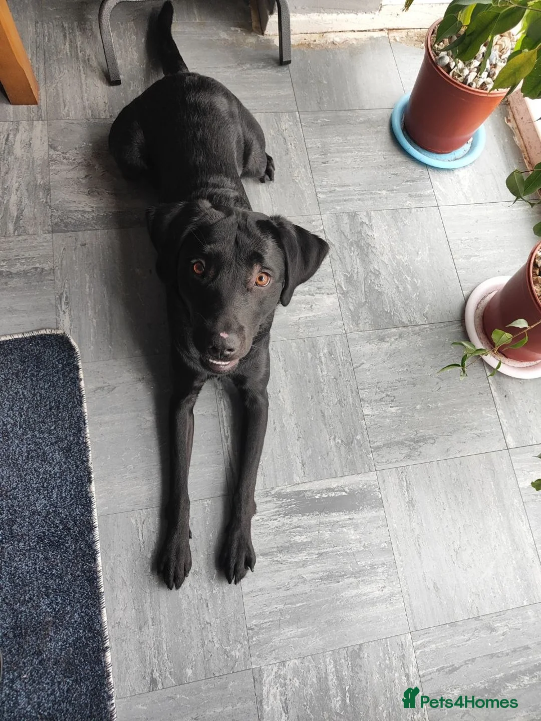 Labrador Retriever dogs for sale: Labrador Boy “Onix” Looking for His Forever Home - Advert 2