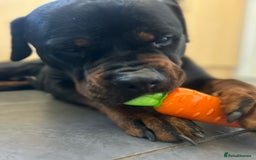 Rottweiler dogs for sale: ASAP ADOPTION- our beautiful rottie Kobe - Image 2
