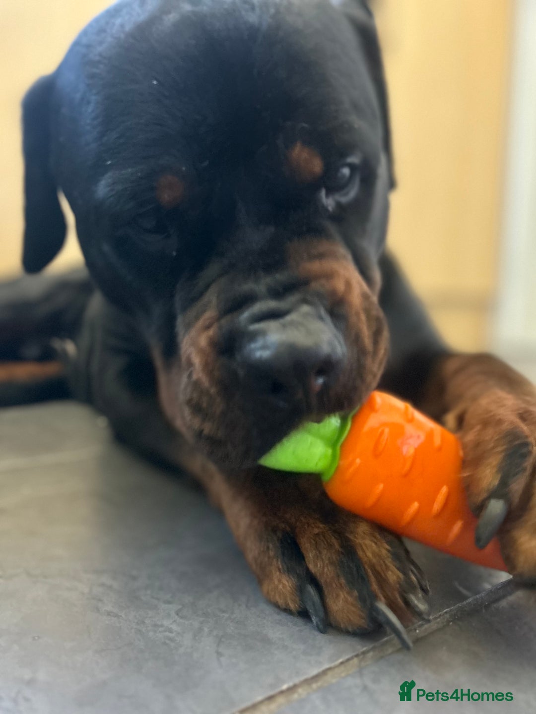 Rottweiler dogs for sale: ASAP ADOPTION- our beautiful rottie Kobe - Image 2