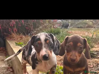 Miniature Dachshund dogs Stunning true to type miniature dachshunds - Advert 1