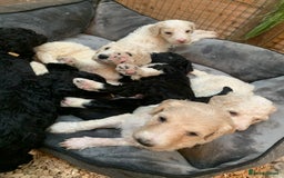 Sheepadoodle dogs for sale: Sheepadoodle Standard Size F1b puppies - Image 2