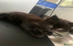 Persian cats for sale: Female Persian Kitten - Image 3