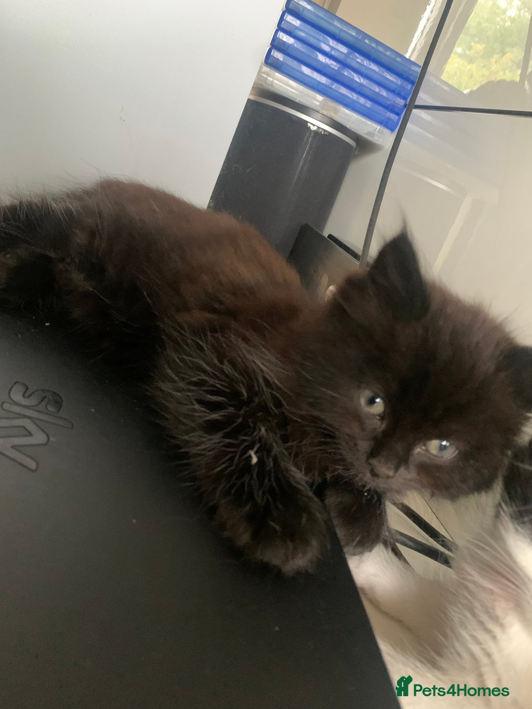 Persian cats for sale: Female Persian Kitten - Image 3