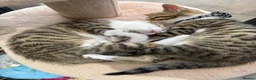 Mixed Breed cats for sale: Mixed breed with bengal in Eastleigh - Advert 17