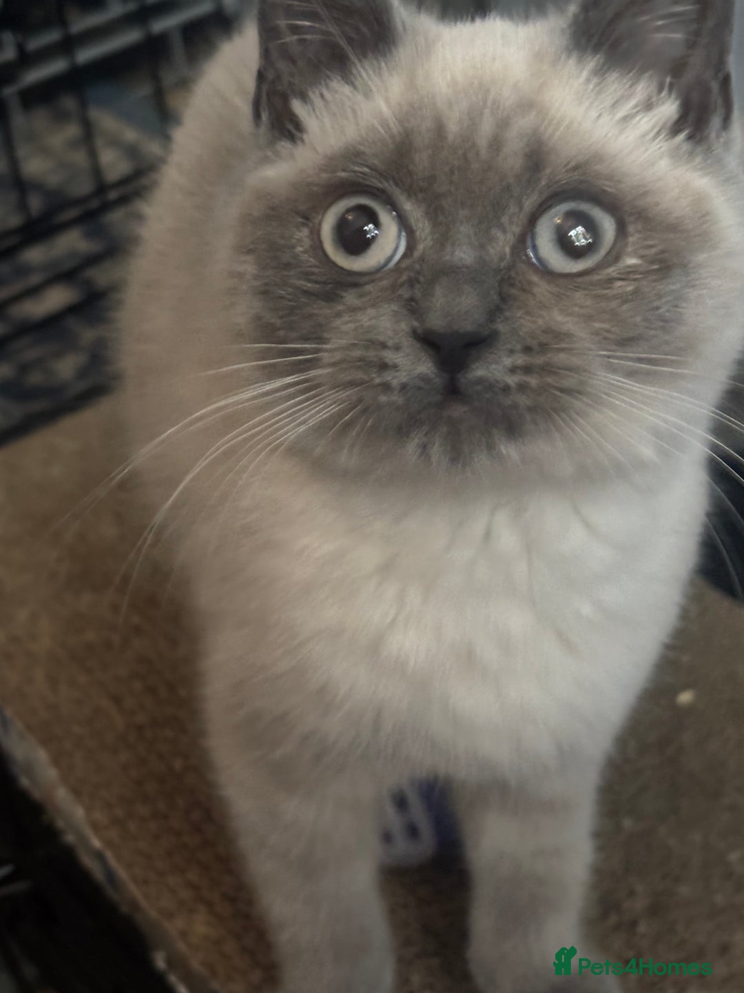 British Shorthair cats for adoption: Adopt from Cats in Crisis- Meet Heaven and Buddy  - Image 4
