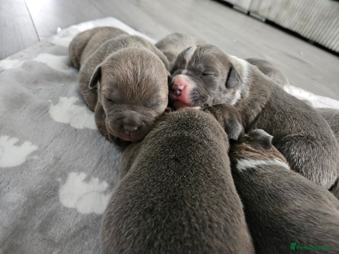 Staffordshire Bull Terrier dogs for sale: Beautiful staffordshire bull terrier puppies - Advert 8