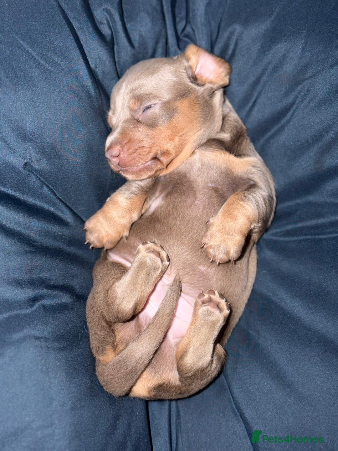 Miniature Dachshund dogs for sale: Beautiful Miniature dachshund pups  - Advert 18