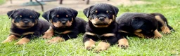 Rottweiler dogs for sale: Beautiful Rottweiler Puppies  in Chessington - Advert 12