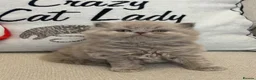 British Longhair cats for sale: Champ mum and dad. British longhairs - Advert 2