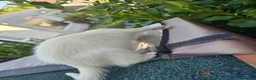 Ferret rodents for sale: Stunning part angora kits for sale - Advert 6