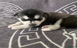 Siberian Husky dogs for sale: full-breed Siberian Husky Puppies  - Image 4