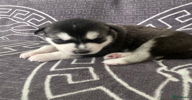 Siberian Husky dogs - Advert 3