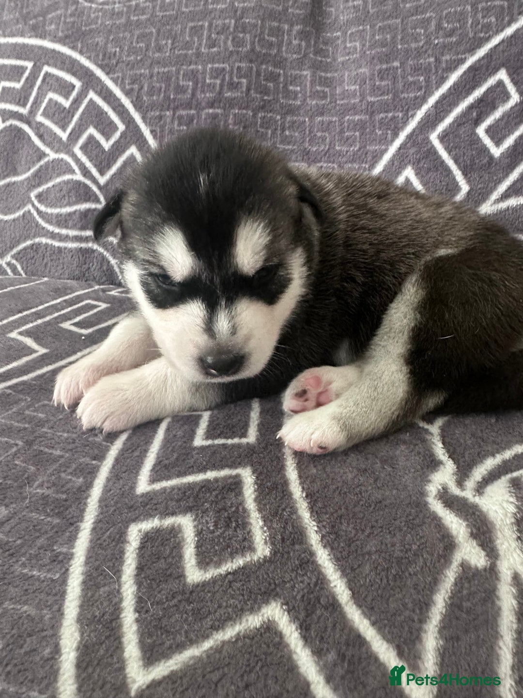 Siberian Husky dogs for sale: full-breed Siberian Husky Puppies  - Image 4