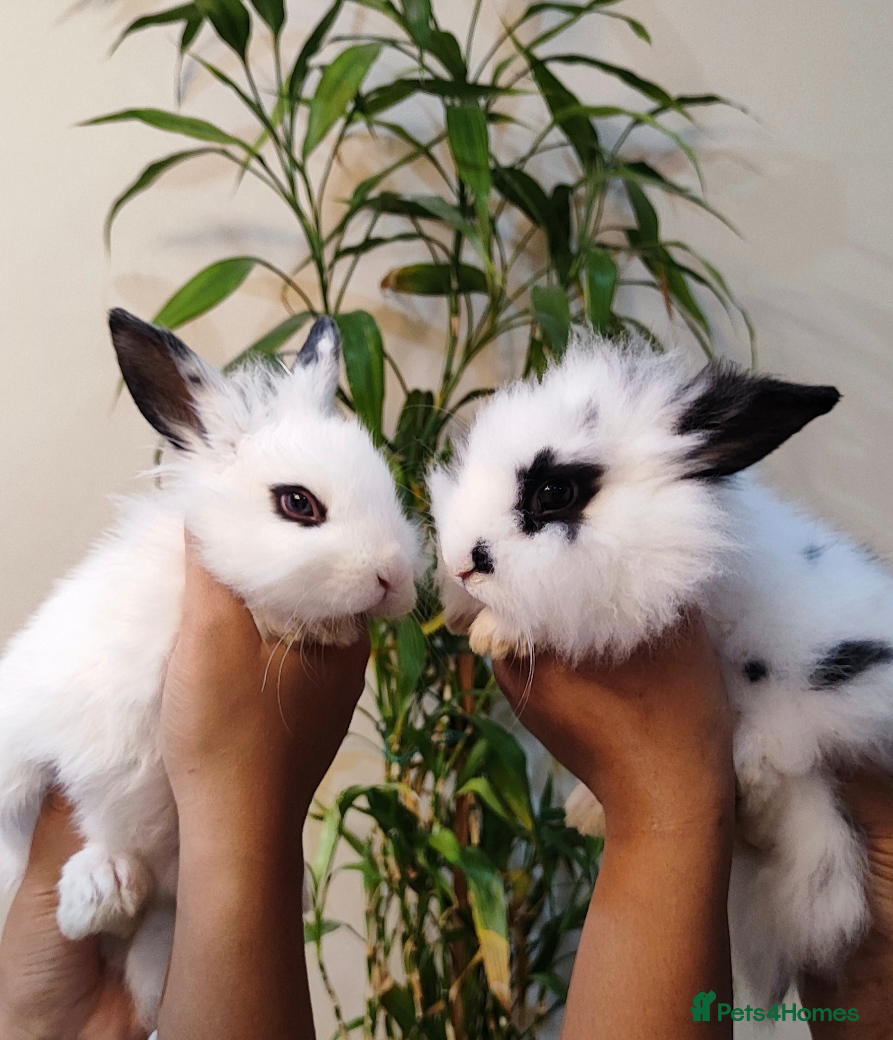 Mini Lion Lop rabbits Wonderful lion head lops - Advert 16