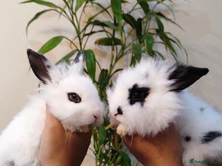 Mini Lion Lop rabbits Wonderful lion head lops - Advert 14