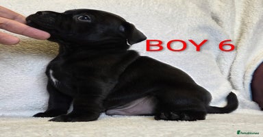 Staffordshire Bull Terrier dogs - Advert 3