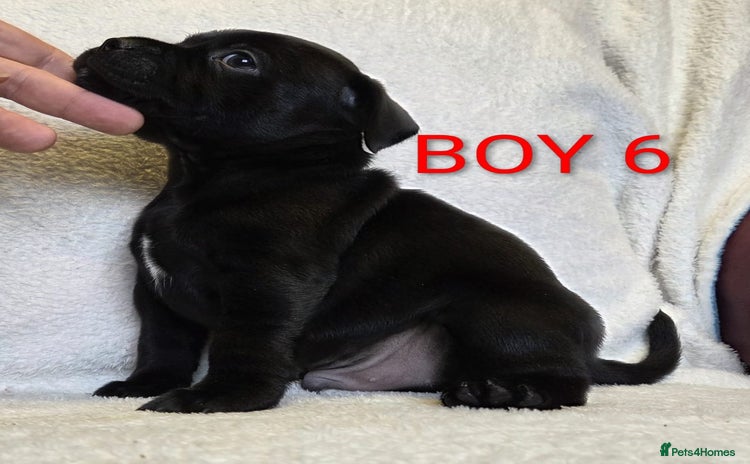 Staffordshire Bull Terrier dogs - Advert 2