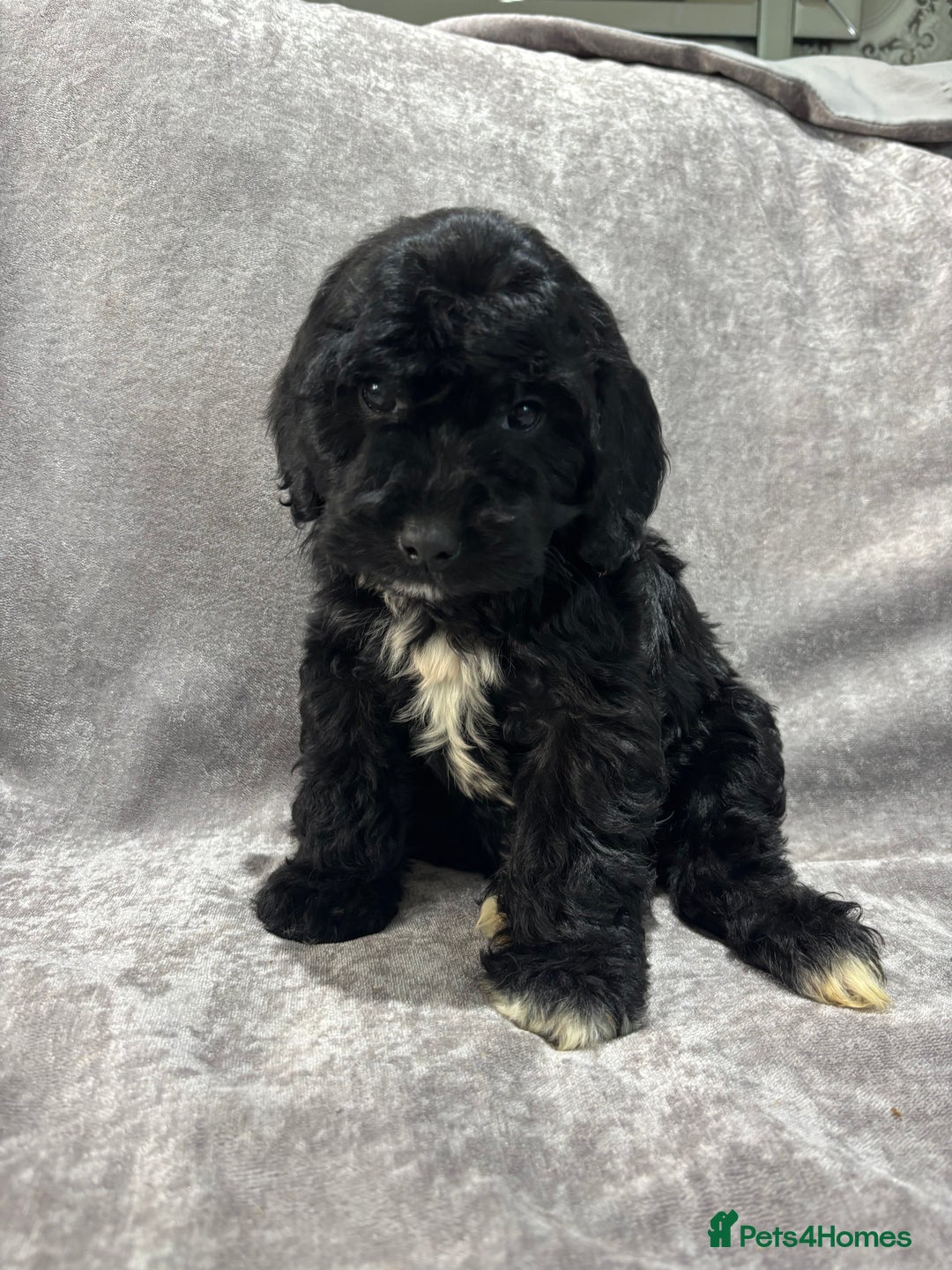 Cockapoo dogs for sale: Gorgeous Cockapoo Puppies  - Advert 37