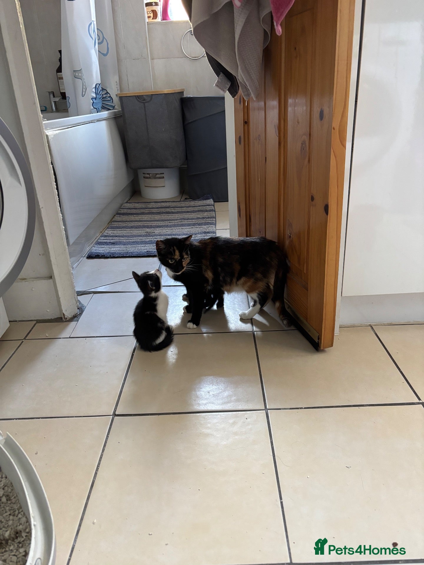 Mixed Breed cats Kittens for Sale  - Advert 2