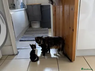 Mixed Breed cats Kittens for Sale - Advert 2