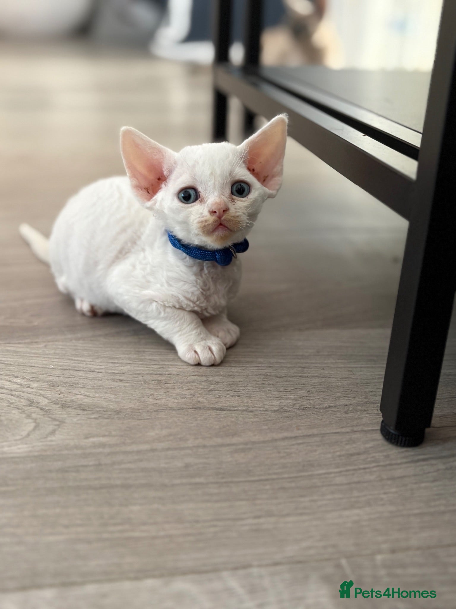 Devon Rex cats 😻 Devon rex Kittens available 😻❤️ - Advert 1
