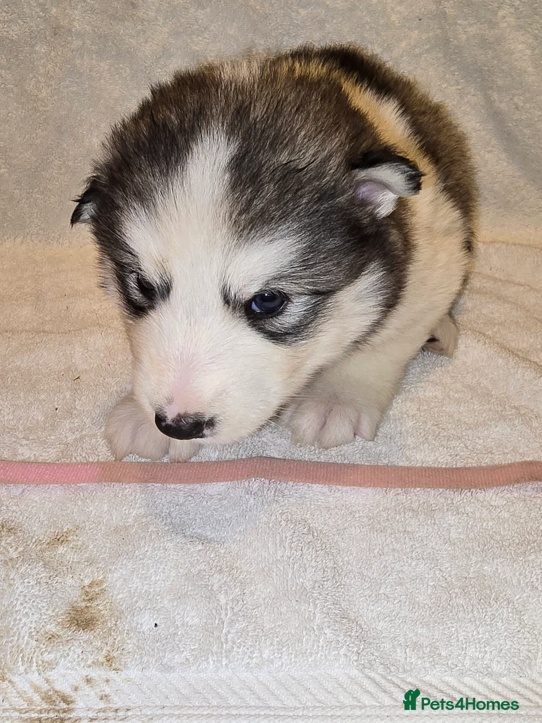 Alaskan Malamute dogs for sale: Pure Alaskan Malamute - Advert 12