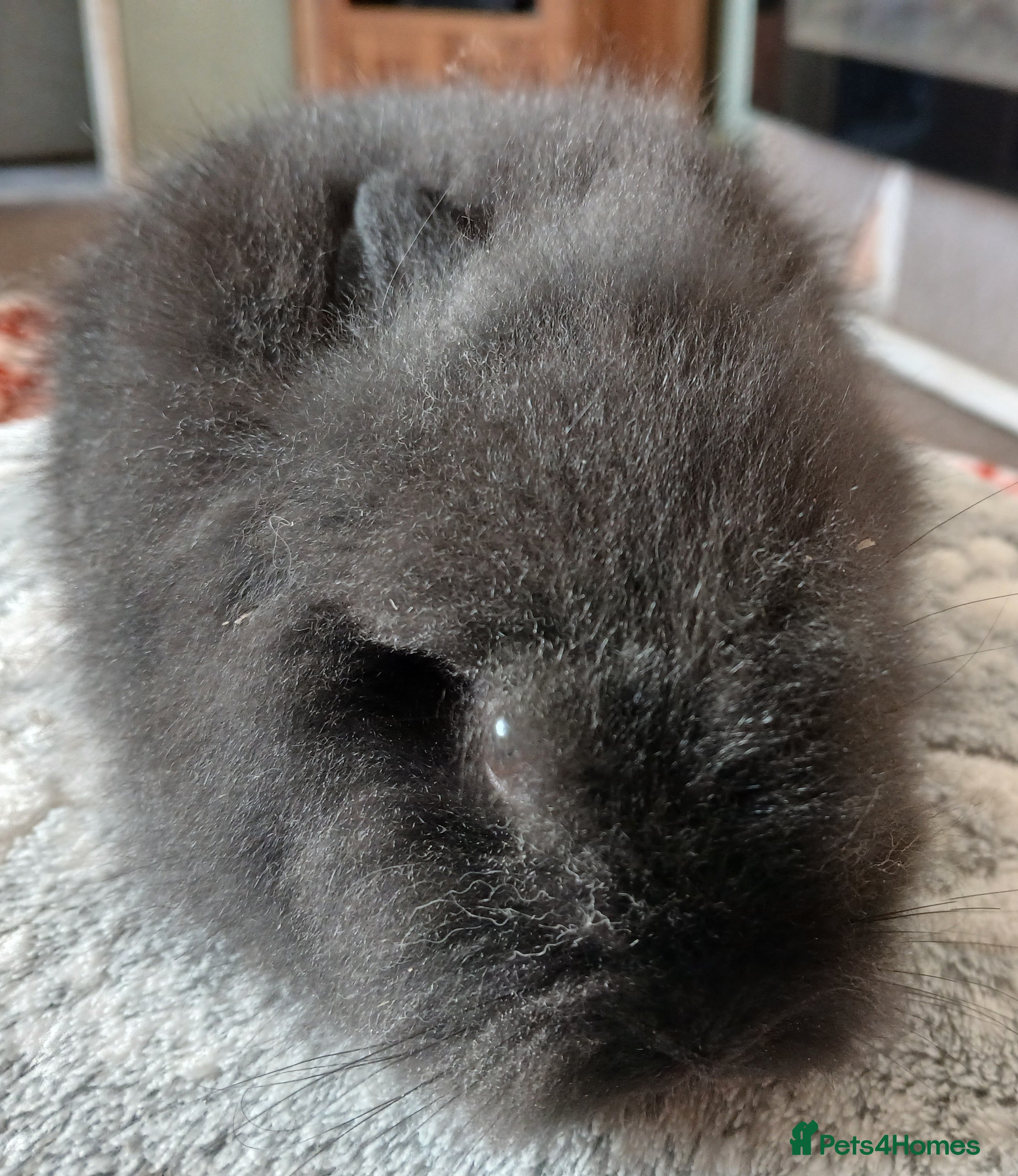 Mini Lion Lop rabbits Stunning DM Lionhead baby rabbits - Advert 19